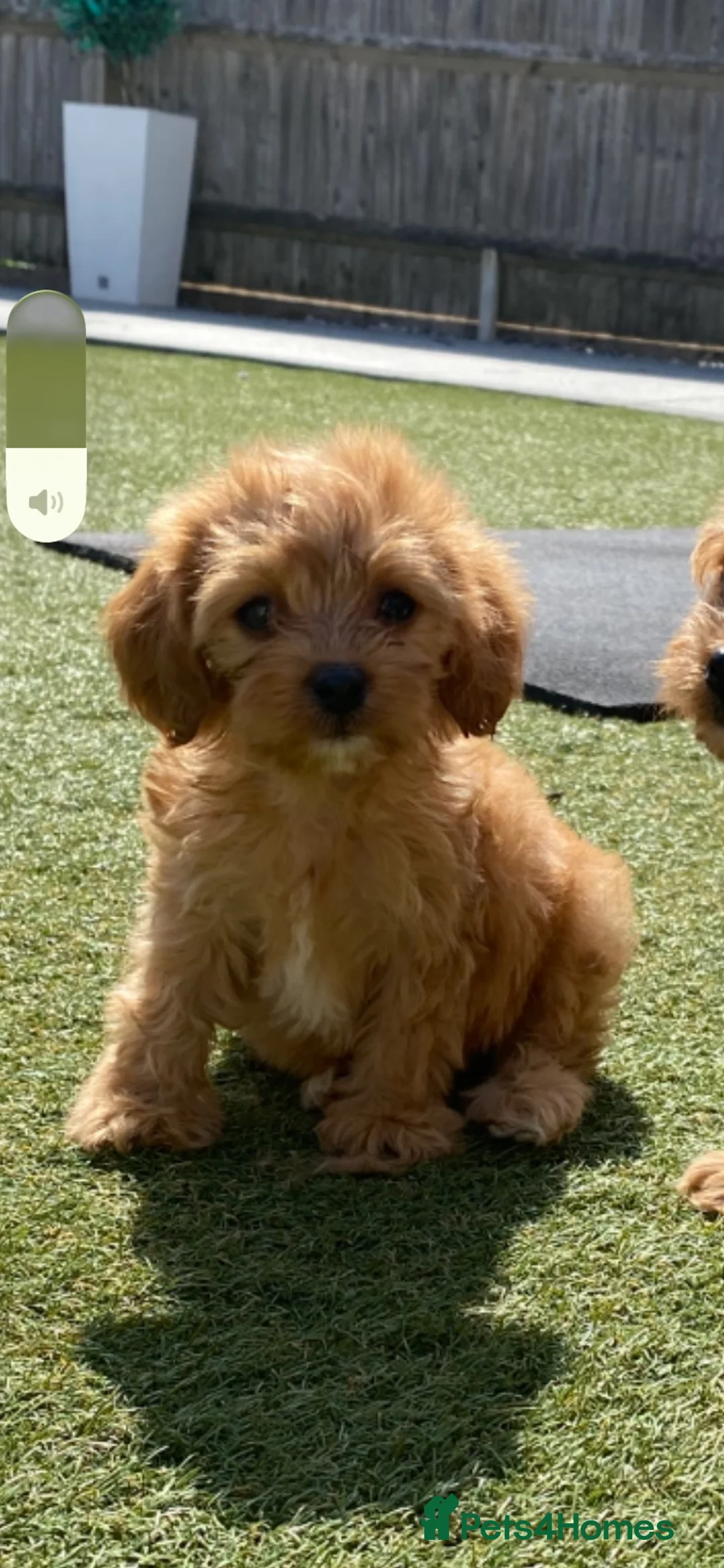 Cavapoo dogs for sale: Beautiful, stunning litter of toy cavapoos - Advert 2