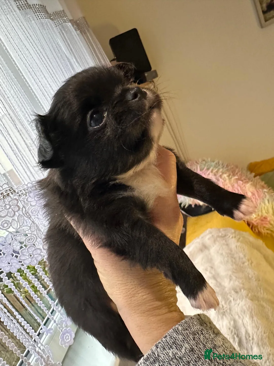 Chihuahua dogs for sale: Long hair, beautiful chihuahuas - Advert 25