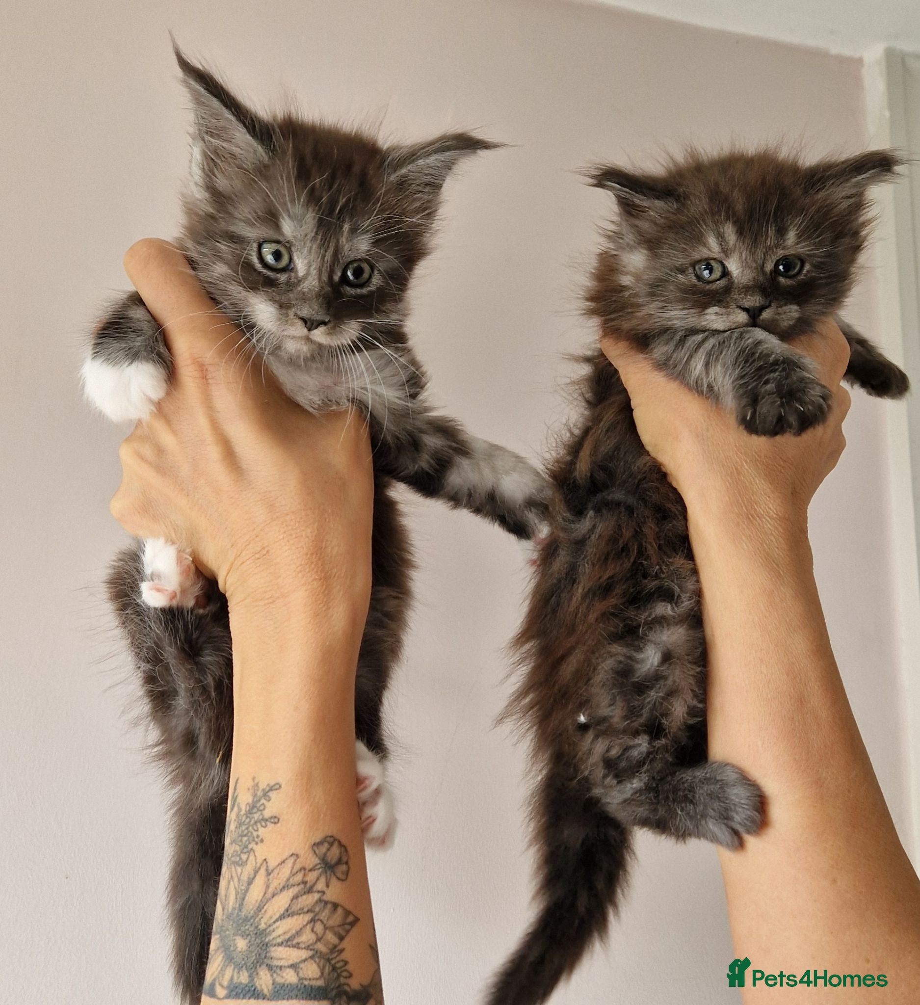 Maine Coon cats Outstanding pedigree mainecoons - Advert 1