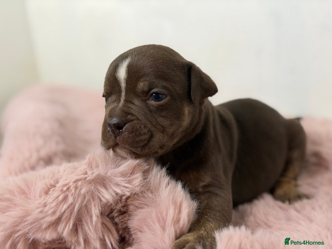 Olde English Bulldogge dogs for sale: Old English Bulldog PUPPIES 👀‼️ - Image 6