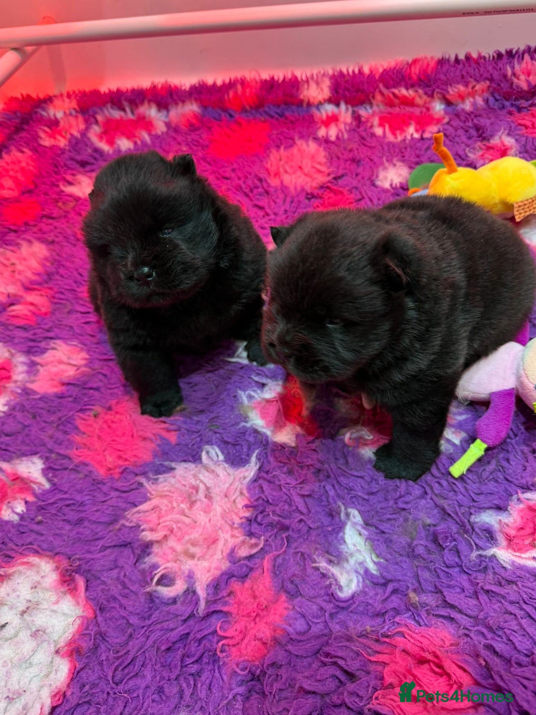 Chow Chow dogs for sale: 3 stunning black 🖤 baby Chow Chow’s - Advert 4
