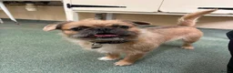 Mixed Breed dogs for adoption: Buddy - Advert 4