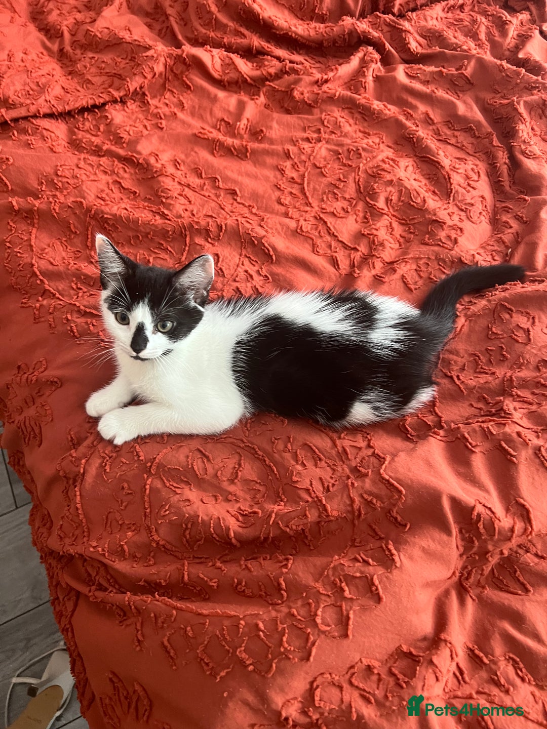 British Shorthair cats for sale: Playful kittens ready for loving homes - Image 16