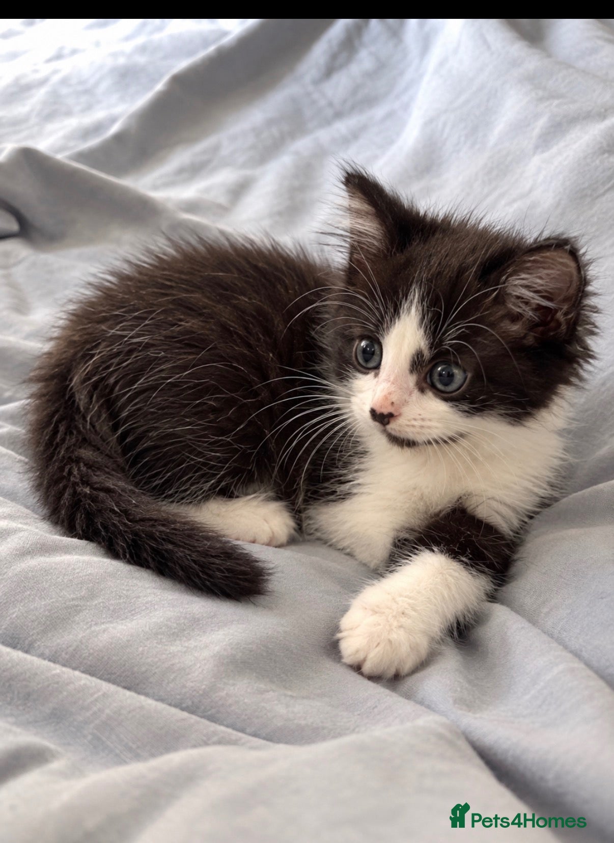 Mixed Breed cats  1 black and white male kitten - Advert 1