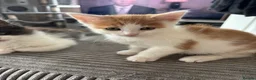 Turkish Van cats for sale: Stunning Turkish van mix READY NOW - Advert 9
