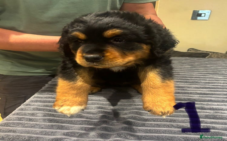 Mixed Breed dogs - Advert 14