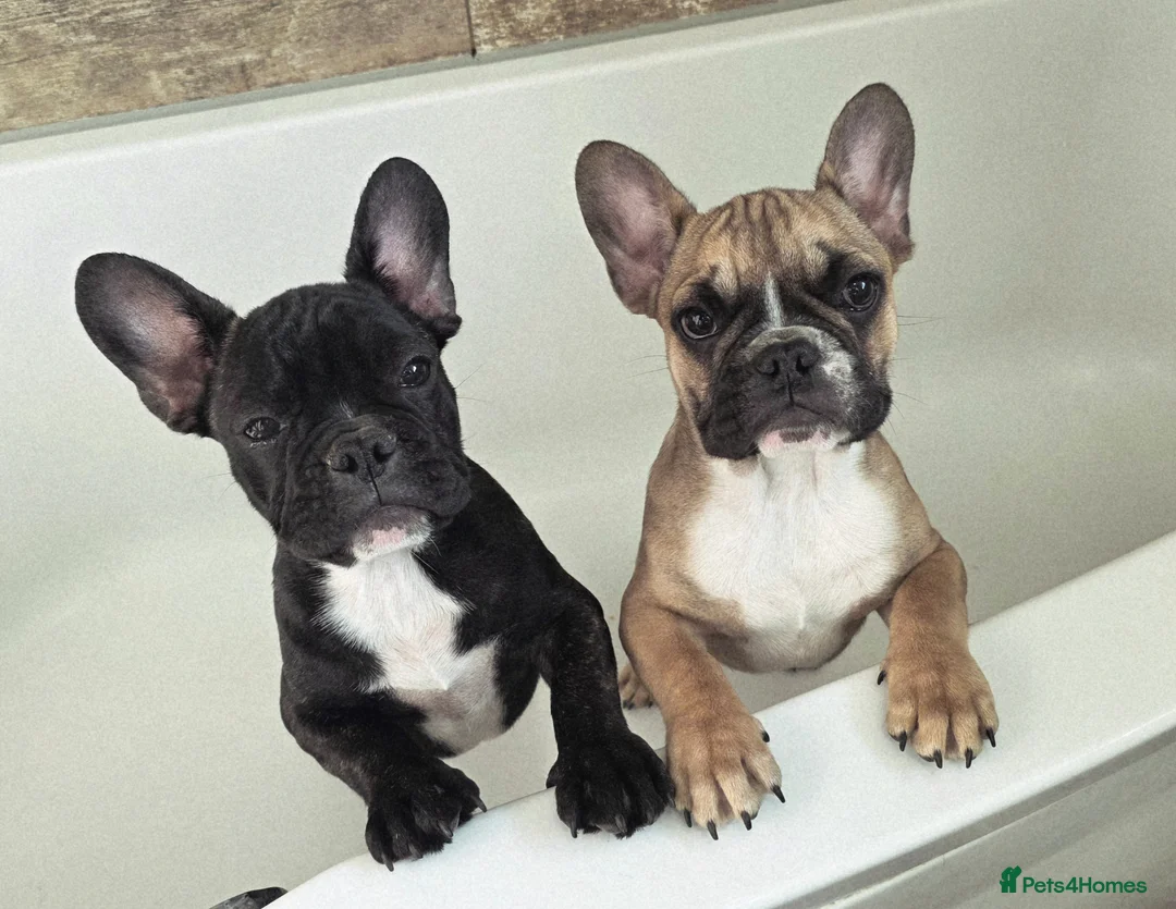 French Bulldog dogs for sale: Beautiful French bulldog 2 boys left - Advert 1