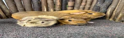 Guinea Pig rodents for sale: Gorgeous baby boys! - Advert 2