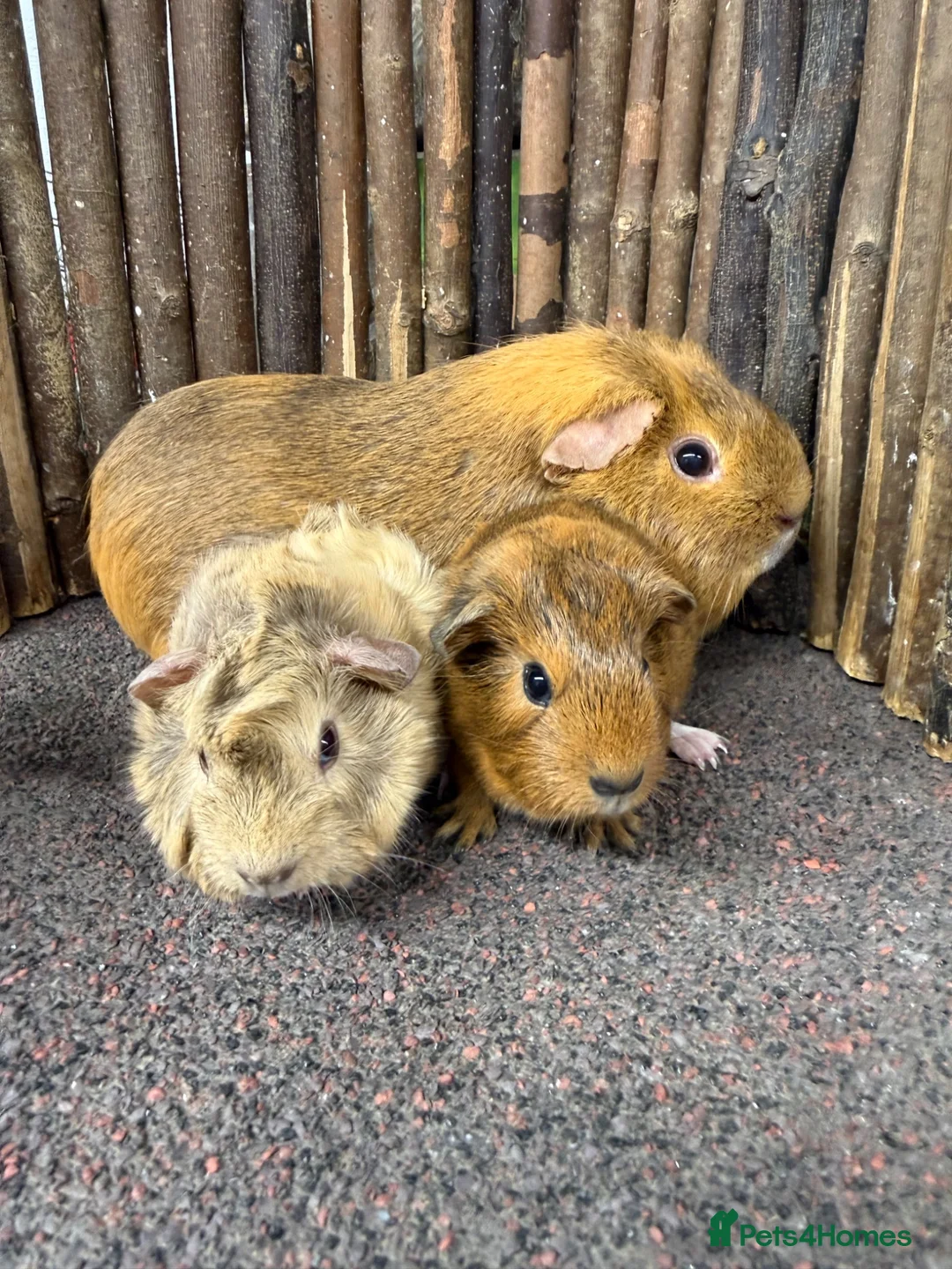 Guinea Pig rodents for sale: Gorgeous baby boys! - Advert 2