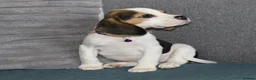 Beagle dogs for sale: Beautiful beagle puppies  - Advert 19