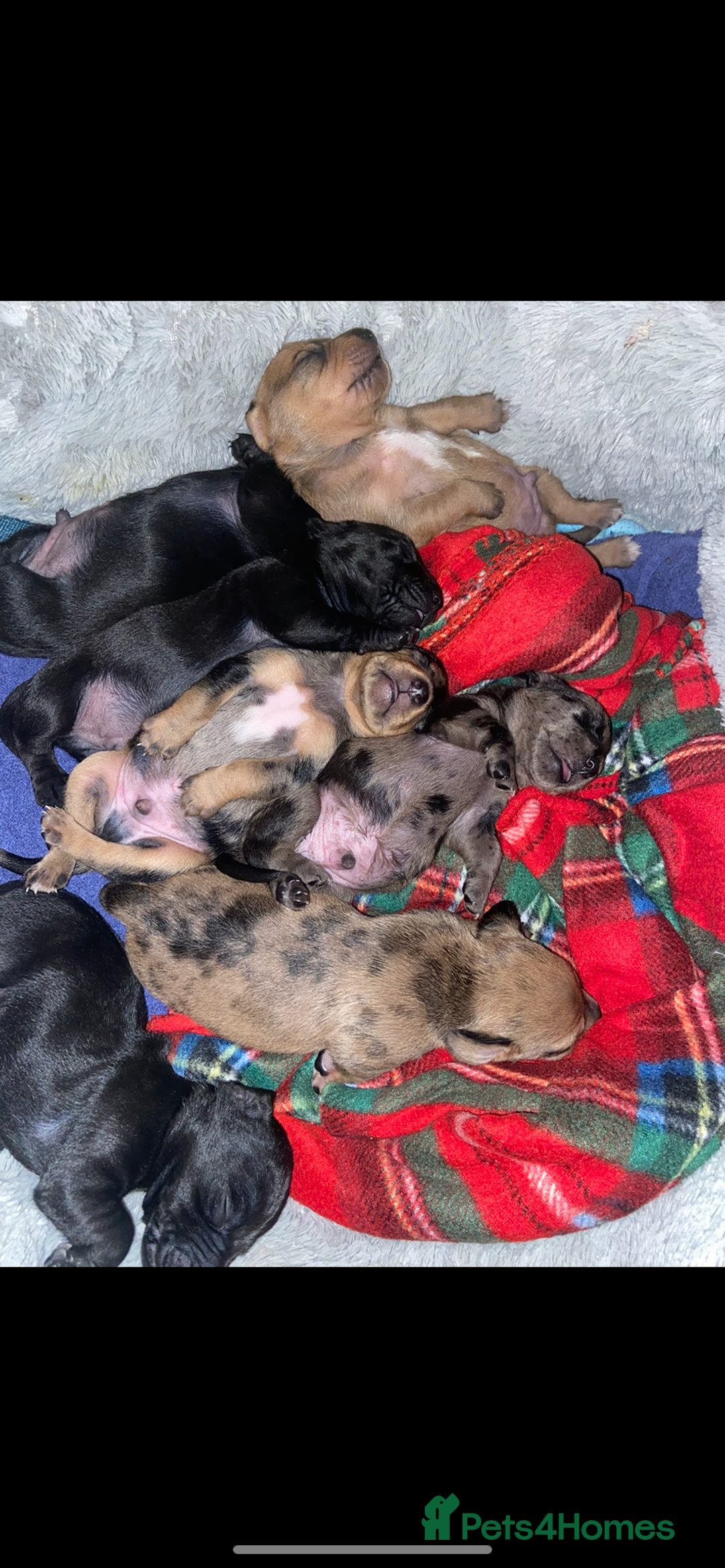 Mixed Breed dogs for sale: Dachshund cross Patterdale - Image 5