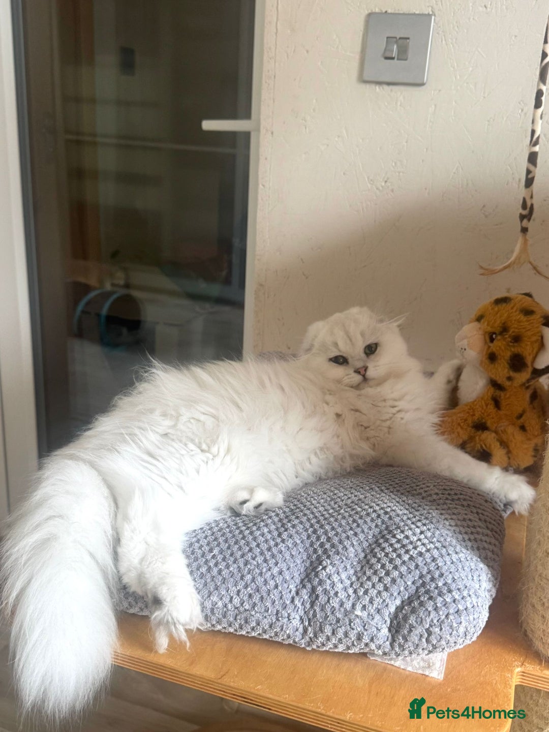 Scottish Fold cats for sale: Scottish Kittens – Fold & Straight – Ready Now - Image 31
