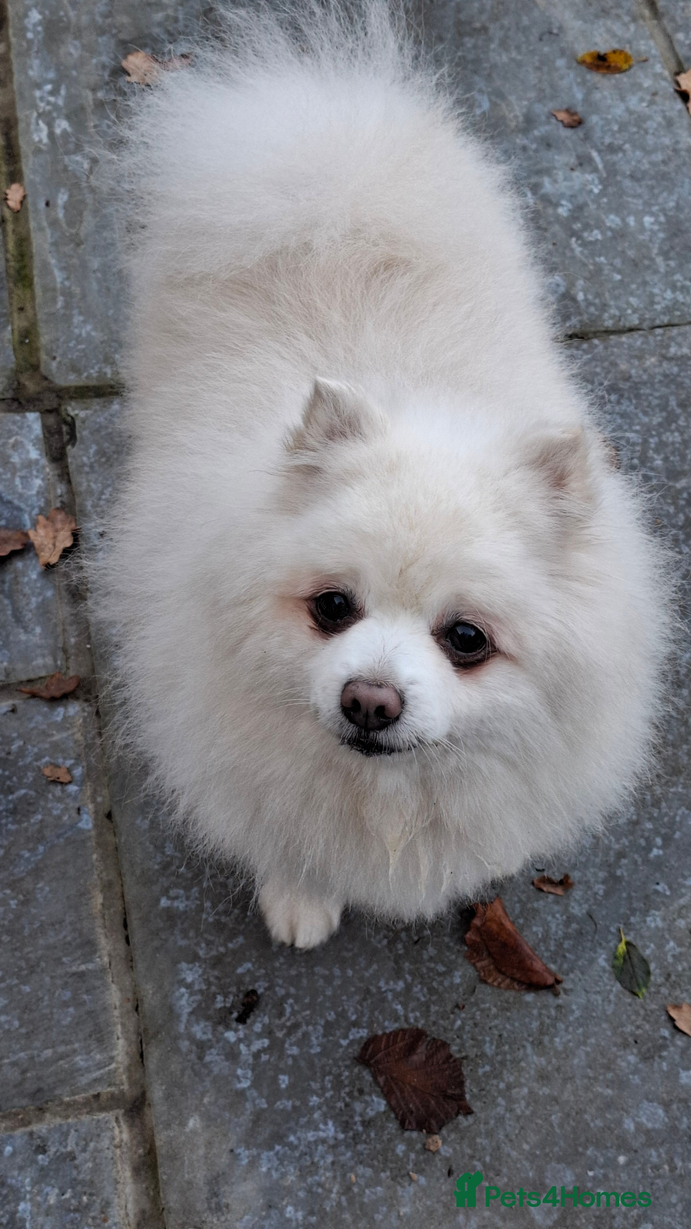 Pomeranian dogs Older boy looking for new home - Advert 15