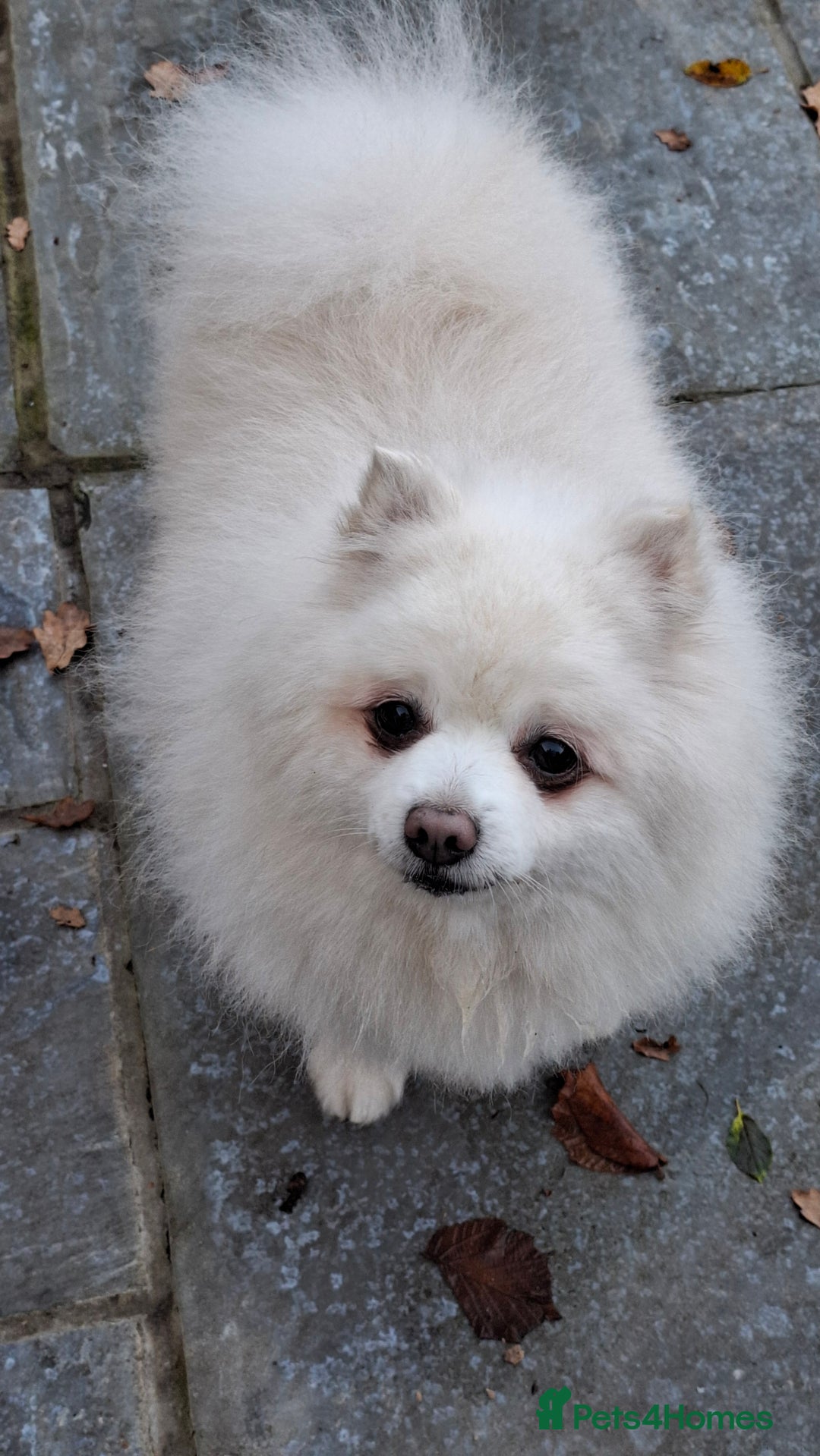 Pomeranian dogs for adoption: Older boy looking for new home - Advert 1