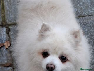 Pomeranian dogs Older boy looking for new home - Advert 15