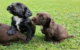 Cocker Spaniel dogs for sale: Cocker Spaniel Puppies - KC Registered  - Image 5