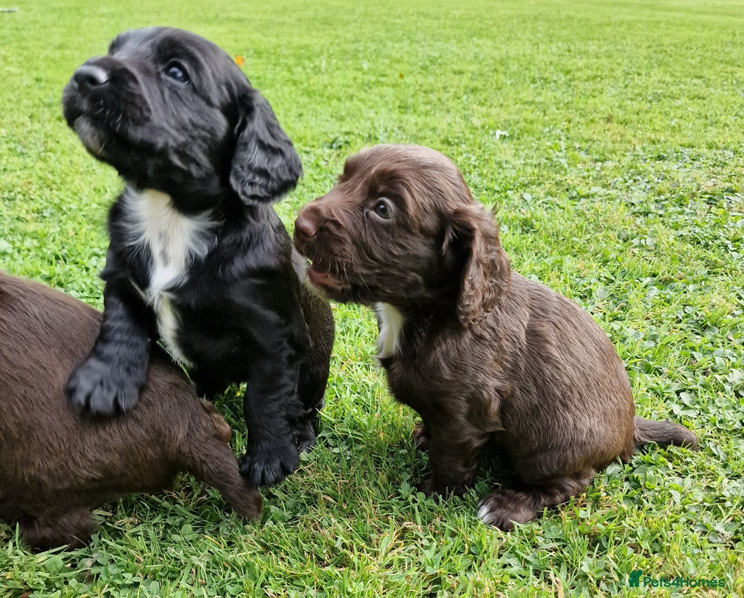 Cocker Spaniel dogs for sale: Cocker Spaniel Puppies - KC Registered  - Image 5