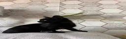 Russian Blue cats for sale: Russian blue cross with BSH in London - Advert 3