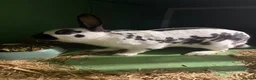 Mixed Breed rabbits for sale: Rex and English spots  - Advert 9