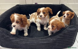 Cavalier King Charles Spaniel dogs for sale: Beautiful cavaliers looking for forever homes - Image 16