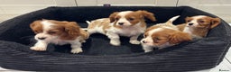 Cavalier King Charles Spaniel dogs for sale: **Reduced** last girl looking for forever home - Advert 16