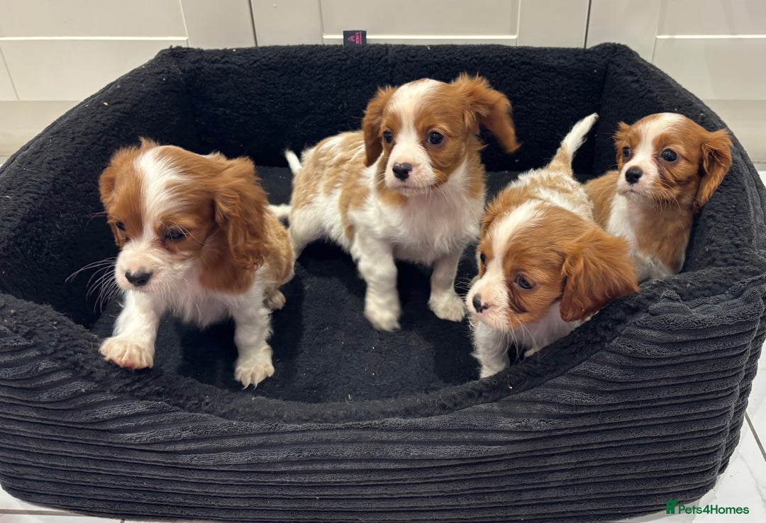 Cavalier King Charles Spaniel dogs for sale: Beautiful cavaliers looking for forever homes - Image 16