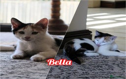 British Shorthair cats for sale: 2 Bundles of Joy!! Ready now!! - Image 8
