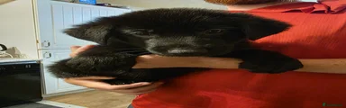 German Shepherd 1