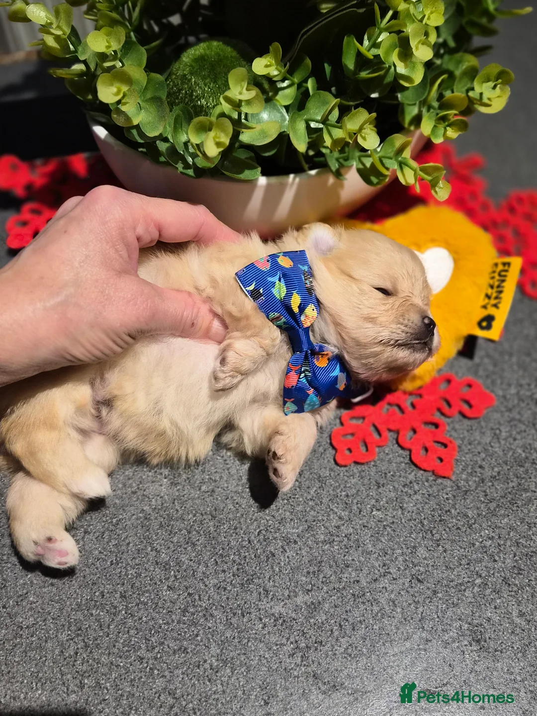 Pomeranian dogs for sale: 💝High Quality Korea/ Russia Babies💝 - Advert 17