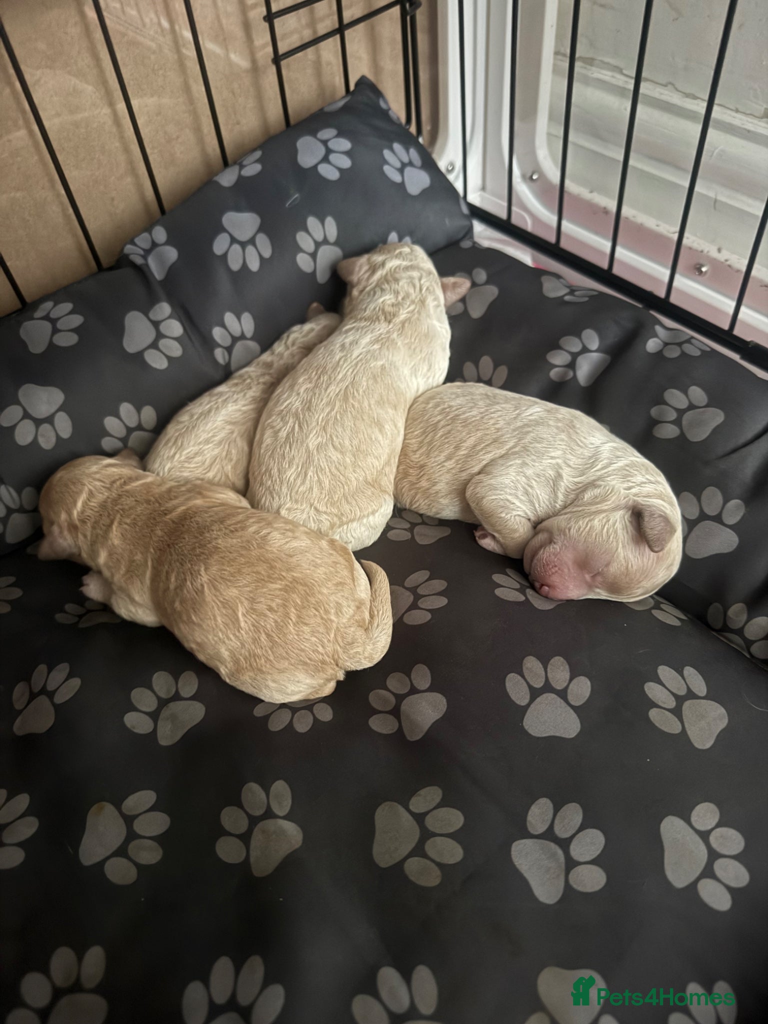 Poochon dogs for sale: Beautiful F2 Poochon puppies  - Advert 1