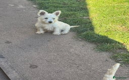 West Highland Terrier dogs for sale: West highland terrier  - Image 3