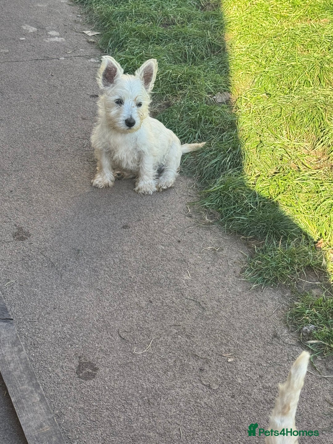 West Highland Terrier dogs for sale: West highland terrier  - Image 3