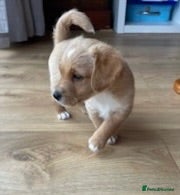 Jackapoo dogs Jacapoo pups for sale  - Advert 17