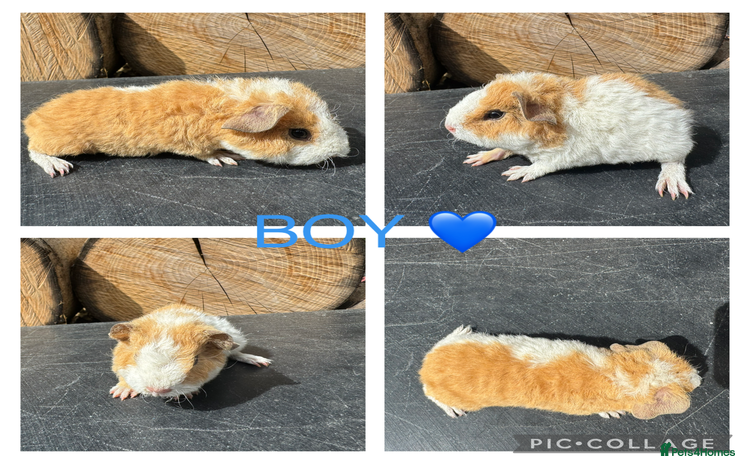 Guinea Pig rodents - Advert 1