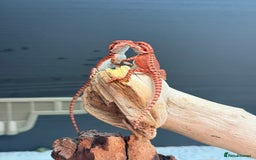 Bearded Dragon reptiles for sale: Red Monster x Spanish Red baby Bearded Dragons - Image 6