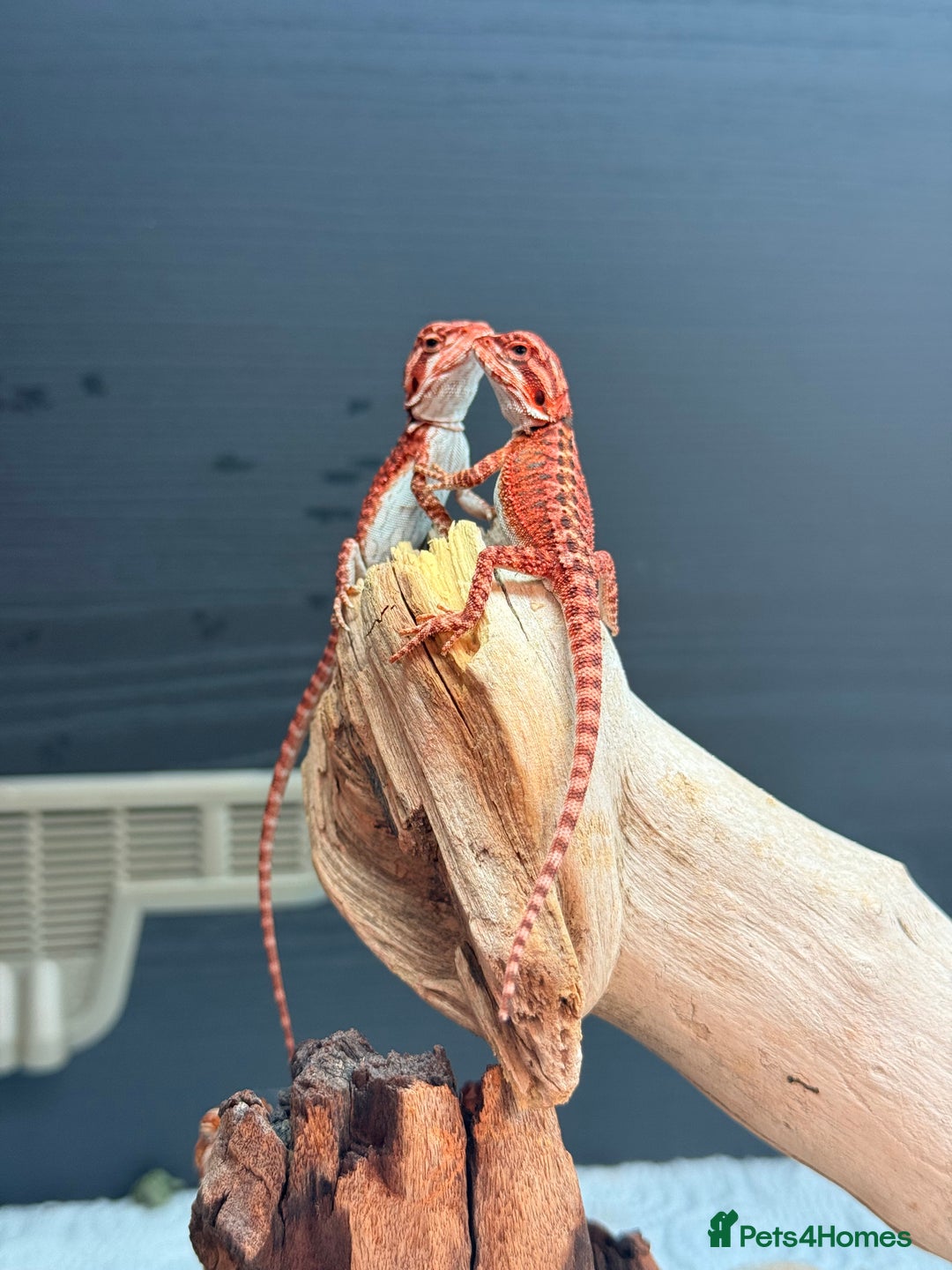 Bearded Dragon reptiles for sale: Red Monster x Spanish Red baby Bearded Dragons - Image 6