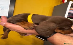 Miniature Dachshund dogs for sale: READY NOW Stunning miniature dachshund pups in Mirfield - Image 6