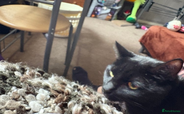 British Shorthair cats for sale - Advert 1