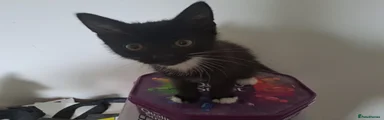 Mixed Breed Kitten 2