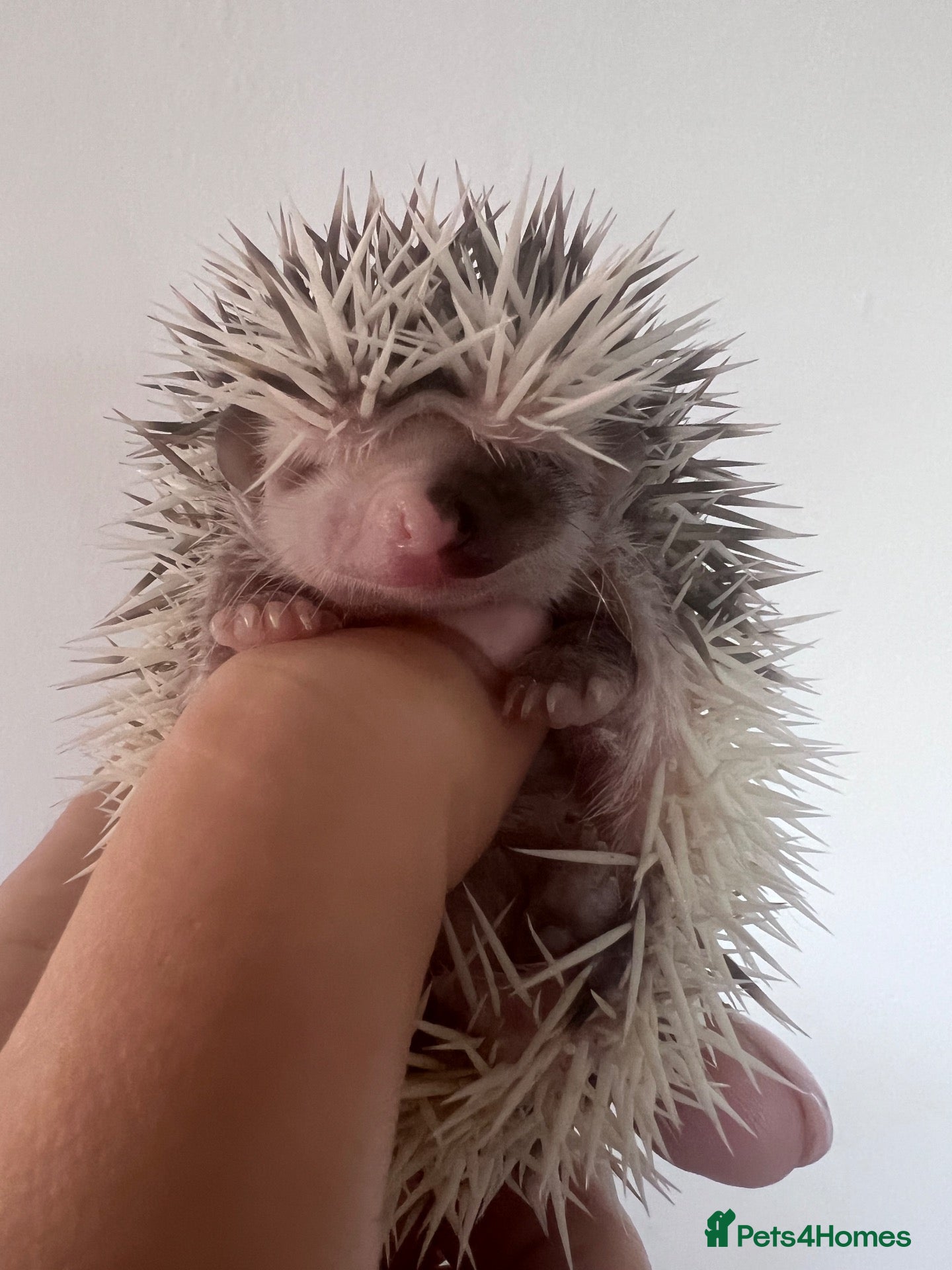 Pygmy Hedgehog rodents African Pygmy hedgehog hoglets  - Advert 4