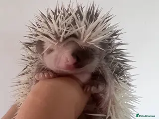 Pygmy Hedgehog rodents African Pygmy hedgehog hoglets - Advert 4