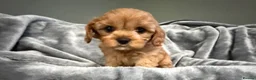 Cavapoo dogs for sale: EXCEPTIONAL EXTENSIVELY HEALTH TESTED CAVAPOO PUPS - Advert 12