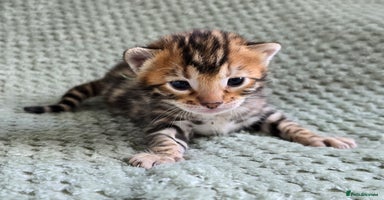 Bengal cats - Advert 12