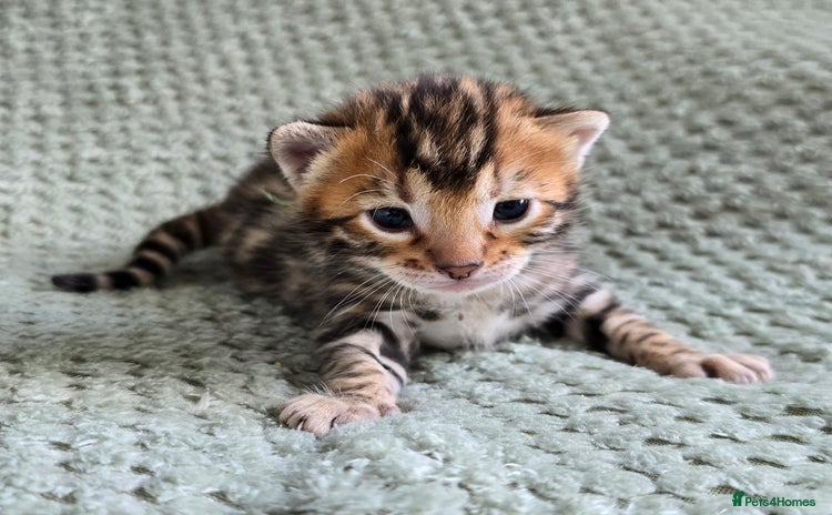 Bengal cats - Advert 2