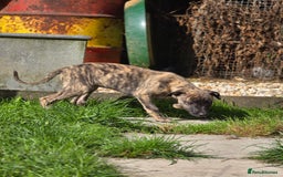 Mixed Breed dogs for sale: Brindle female whippet lurcher  - Image 10
