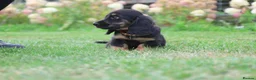 Miniature Dachshund dogs for sale: Outstanding KC Black & Tan Miniature Dachshund Boy - Advert 7