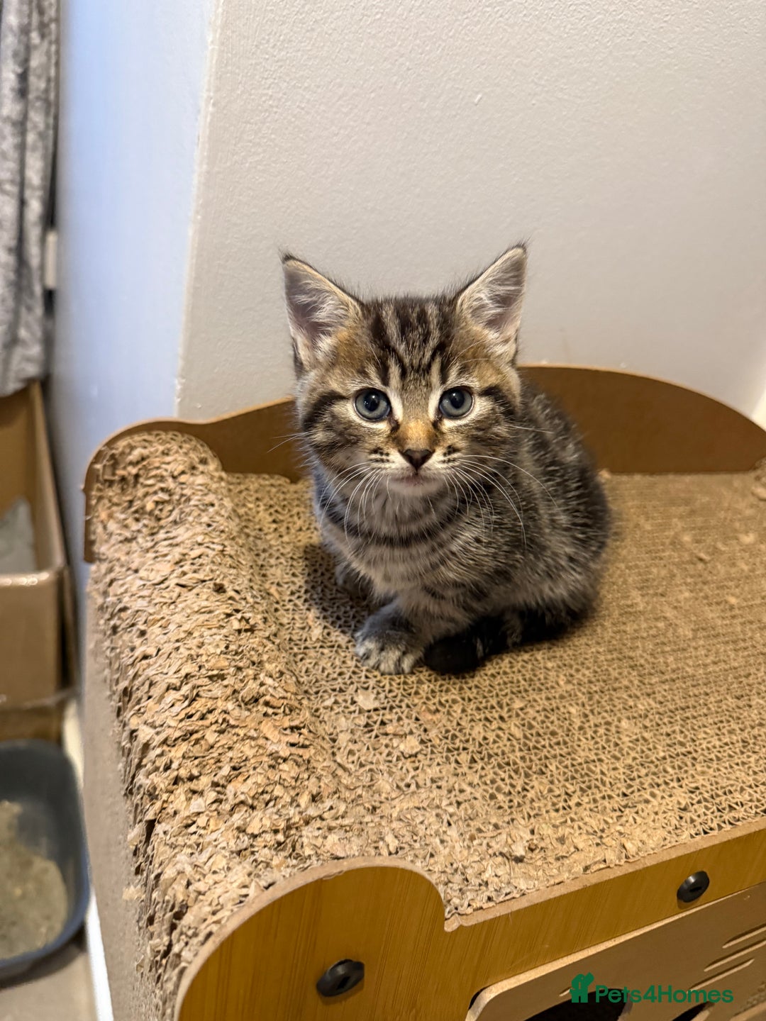 British Shorthair cats for sale: Gorgeous kittens  - Advert 32