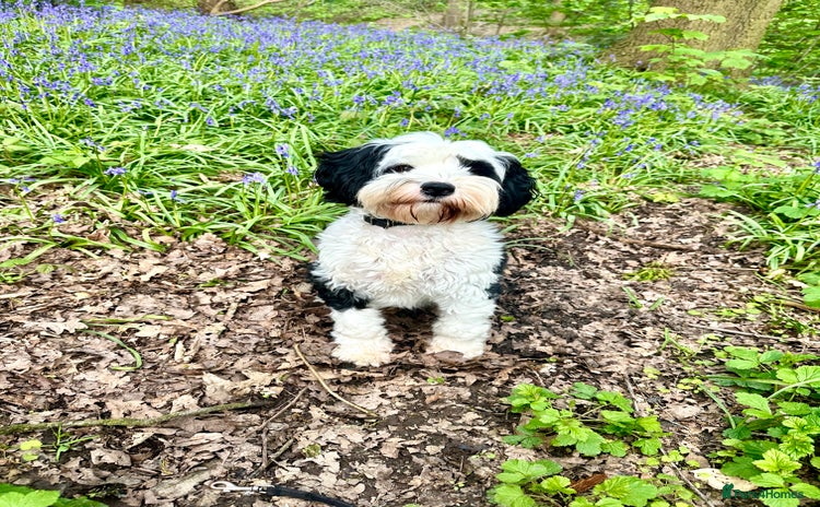 Tibetan Terrier dogs - Advert 7