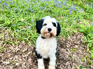 Tibetan Terrier dogs for sale - Advert 1