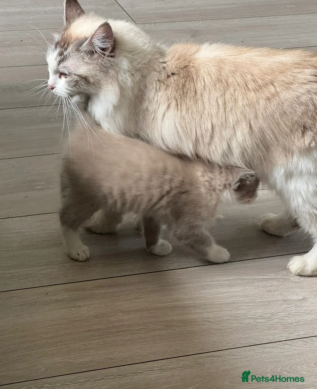 Ragdoll cats for sale: Bicolour Ragdoll Boy - Advert 4